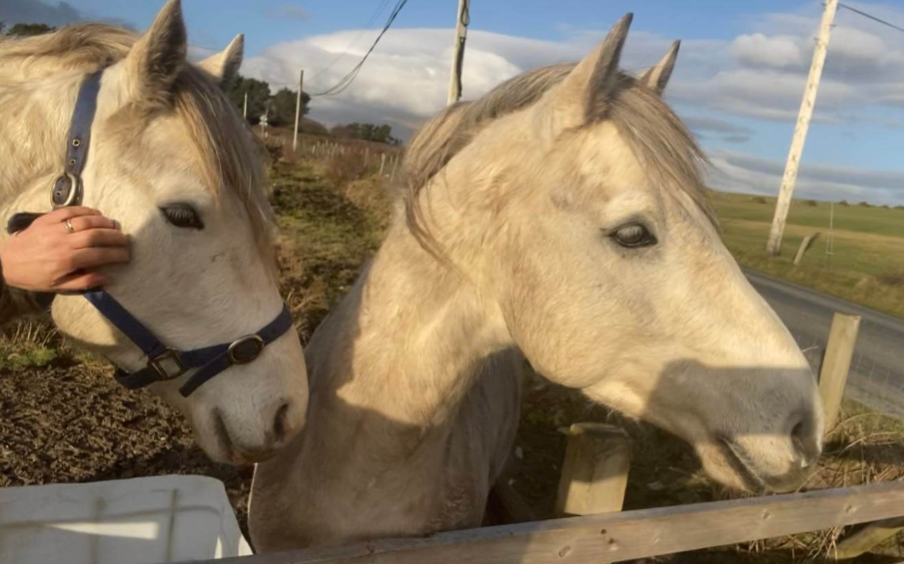 Diamonds-Equine-Renvyle