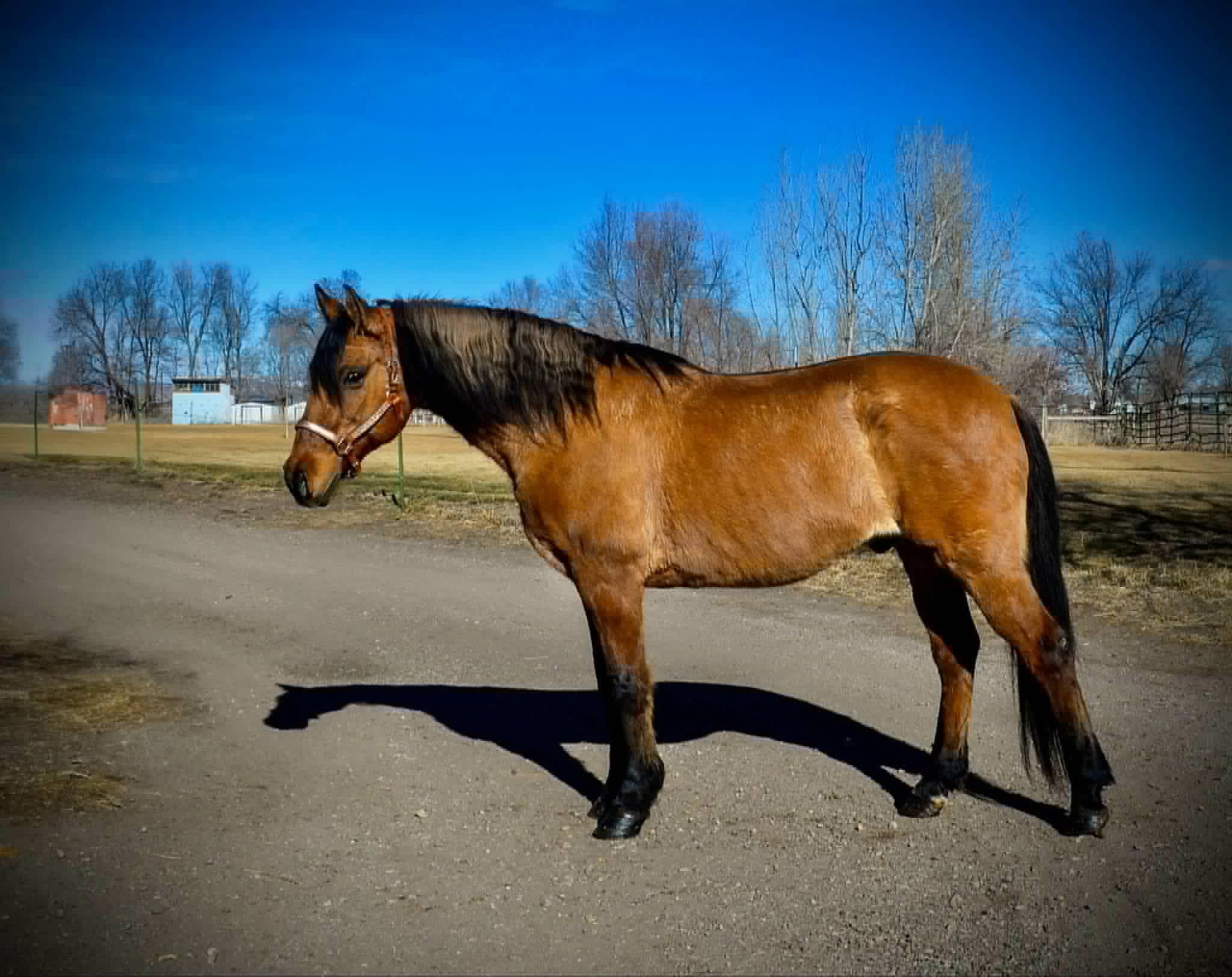 Diego-Mustang-Gelding