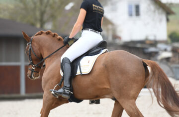 Dillenberger-Premium-Sportponys