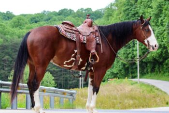 Django-Warmblood-Gelding-1