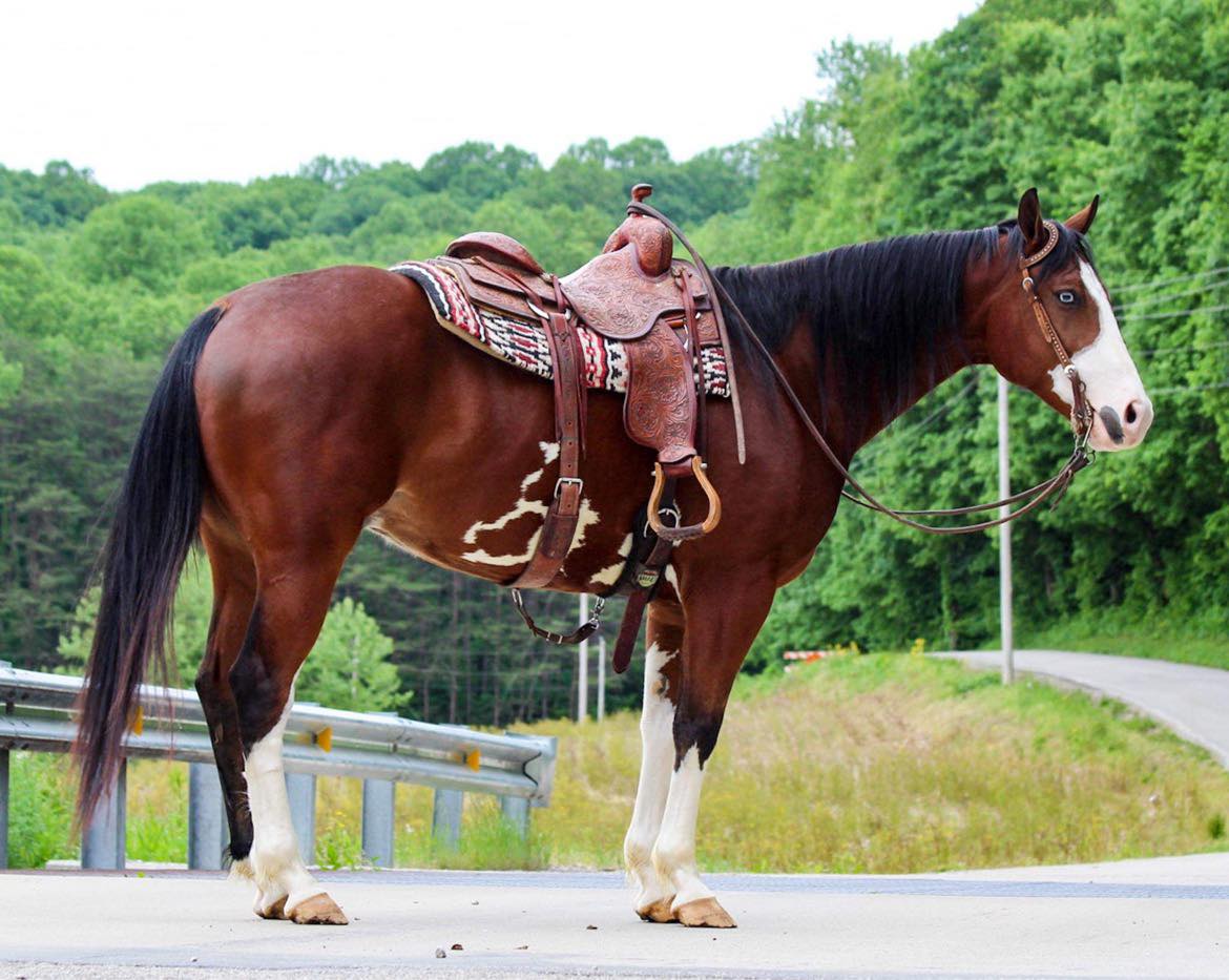 Django is a 2017, warmblood paint cross gelding