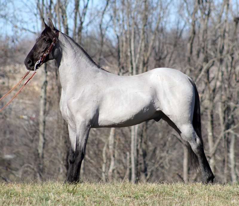 Dollar-Blues-Tennessee-Walking-Gelding