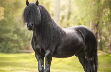 Dreamhayven-Stardust-Pony-Gelding