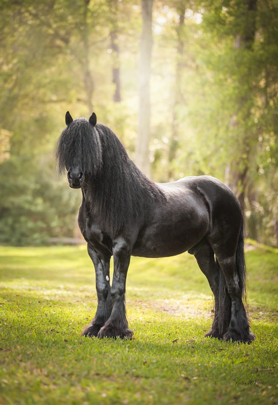 Dreamhayven-Stardust-Pony-Gelding