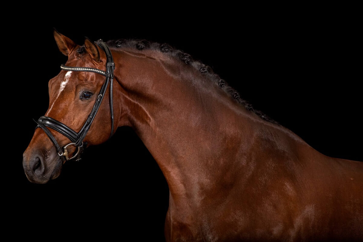 Dressage-1