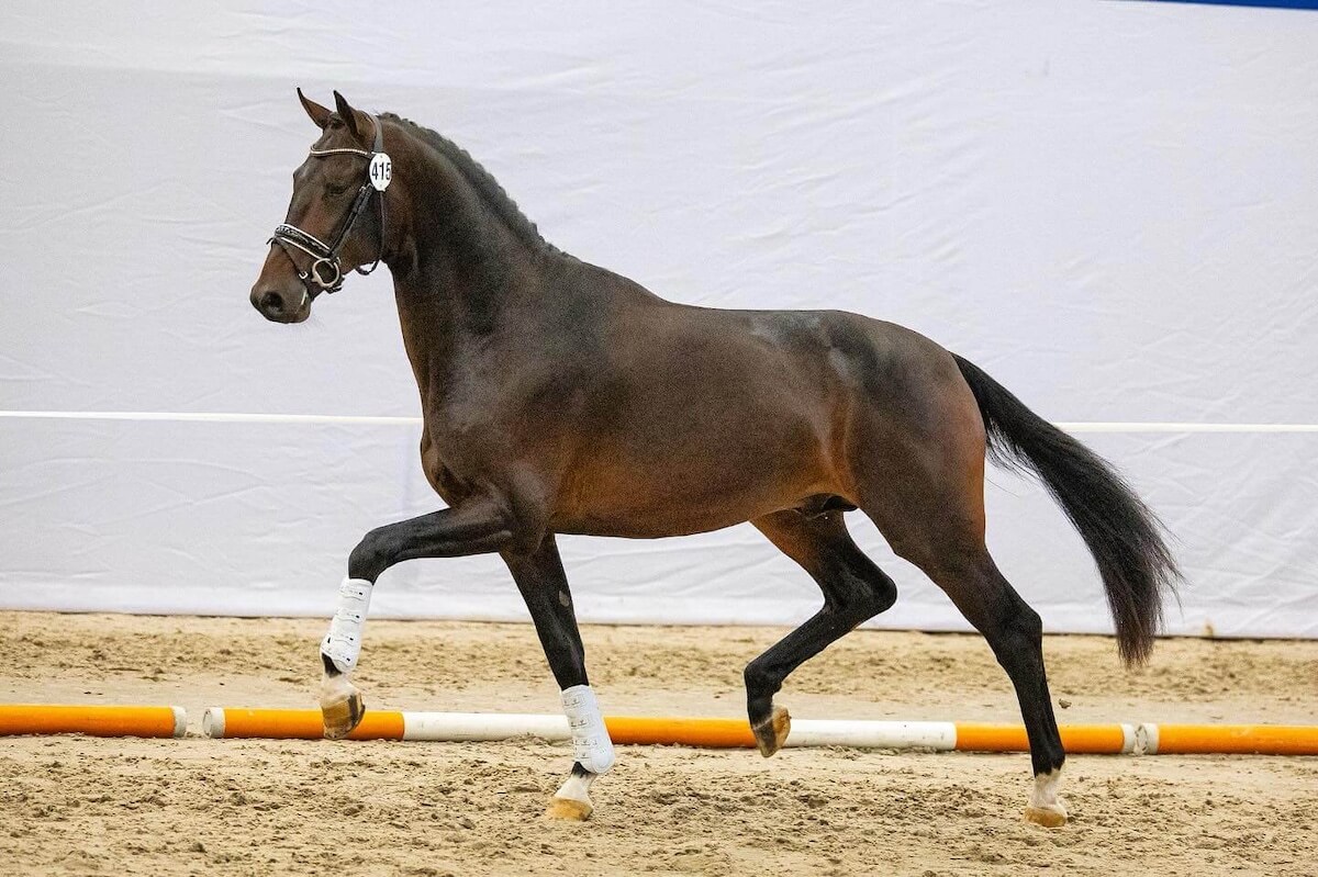 Dressage-horse