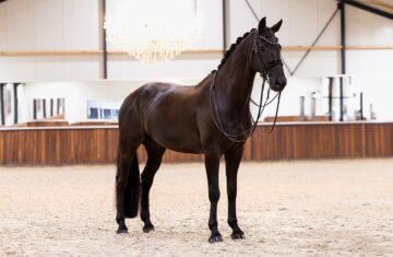 Dressage-horses