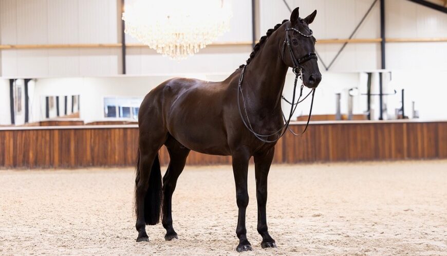 K&L Dressage Horses