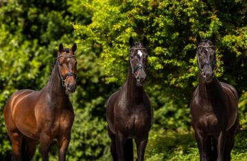 Dressage-horses-for-sale-1