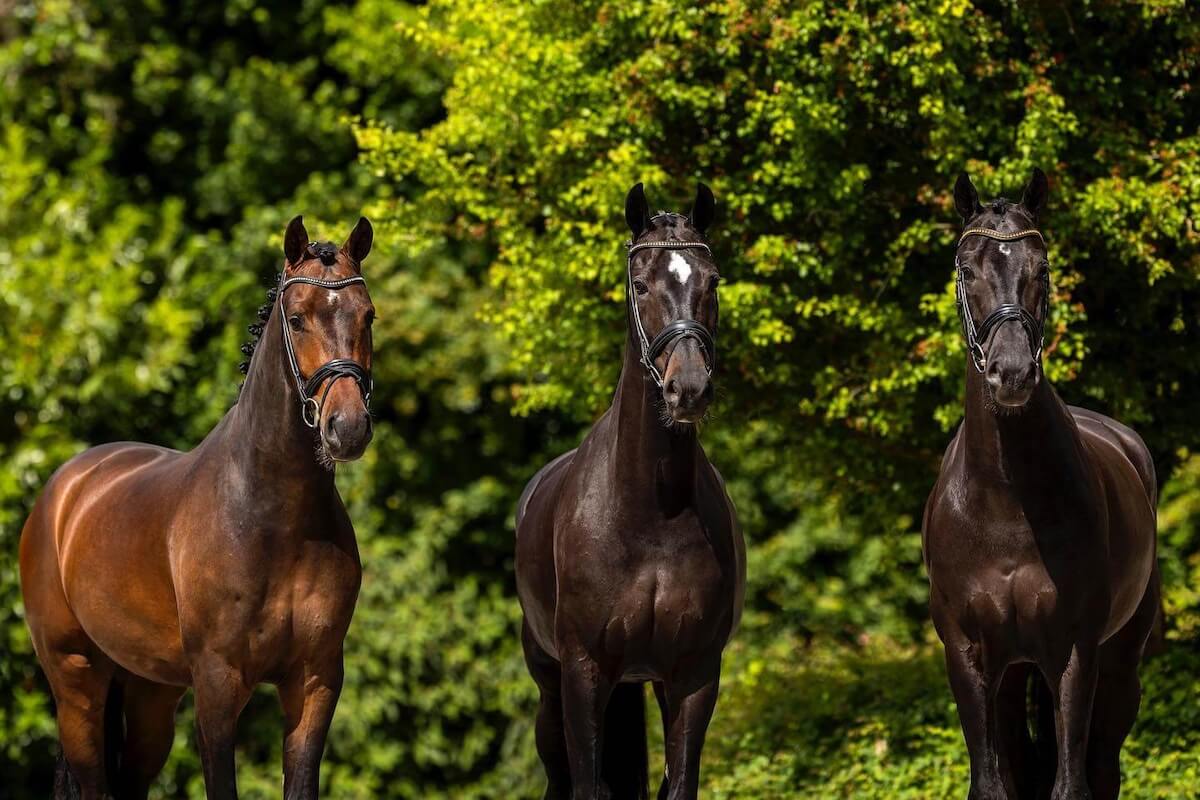 Dressage-horses-for-sale-1
