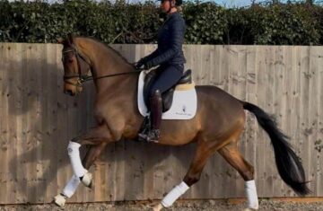 Dressage-horses-for-sale-2