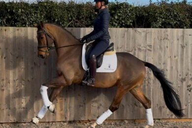 Dressage-horses-for-sale-2