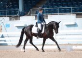 JP Dressage LLC Training