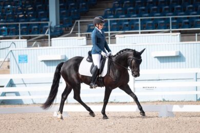 Dressage-horses-for-sale-USA