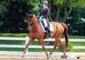 JP Dressage LLC Training