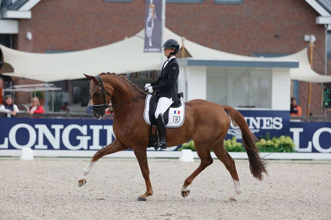 Dressage-horses-for-sale