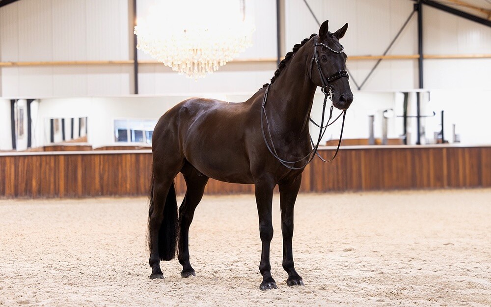 Dressage-horses
