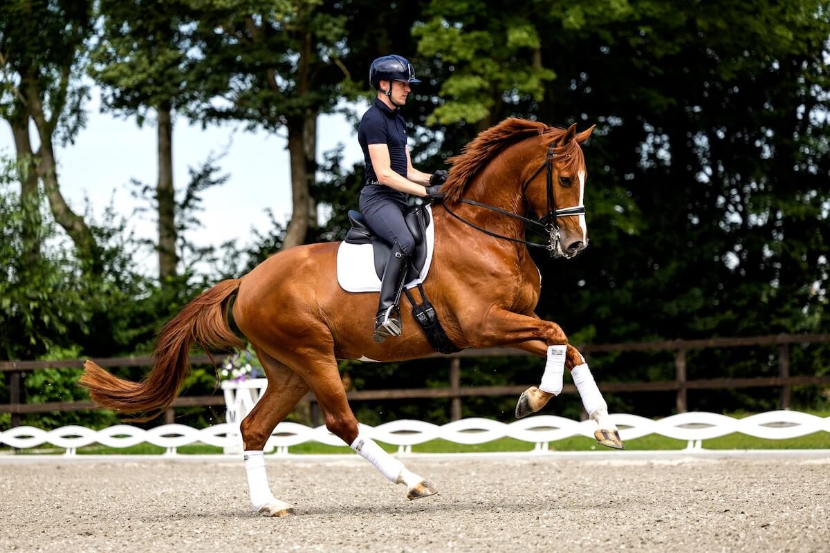 Dressuurstal-Van-