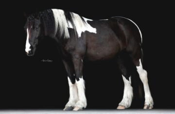 Duke-Gypsy-Vanner-Gelding