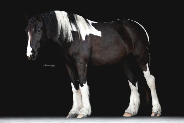 Duke-Gypsy-Vanner-Gelding