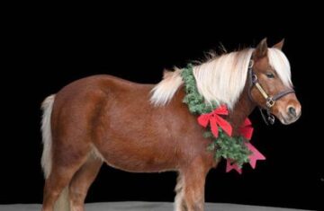 Durango-Pony-Gelding