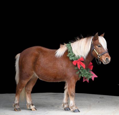 Durango-Pony-Gelding