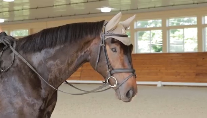 Dutch-Warmblood-KWPN-Mare-for-sale