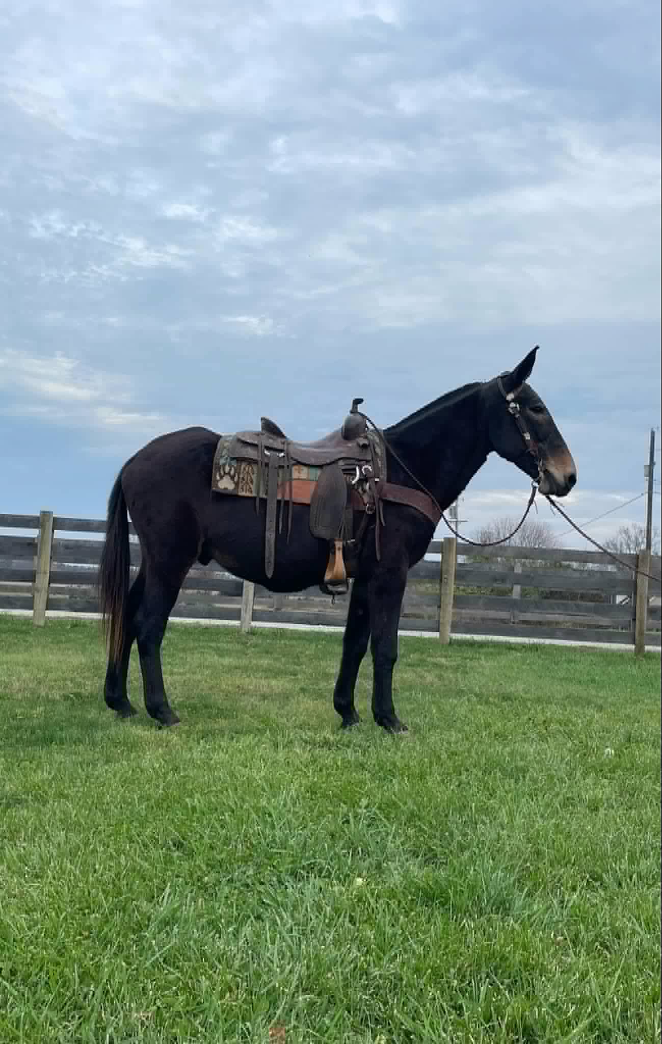 Earnie-Mule-Gelding