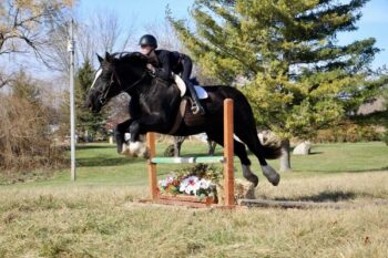 Ebony-Warmblood-Mare-1