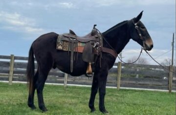 Elsa-Mule-Mare
