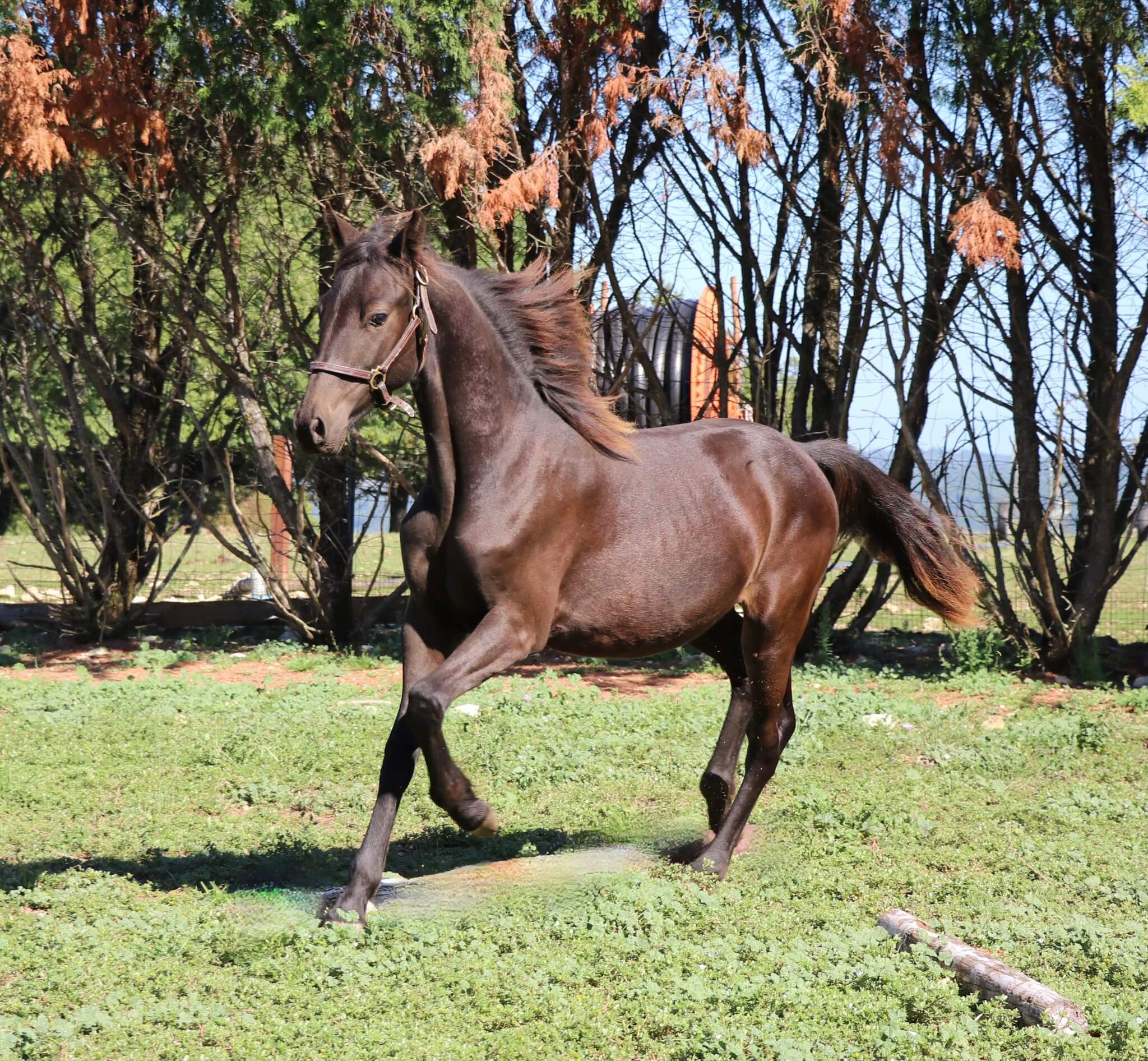 Expat-Morgans-Ireland