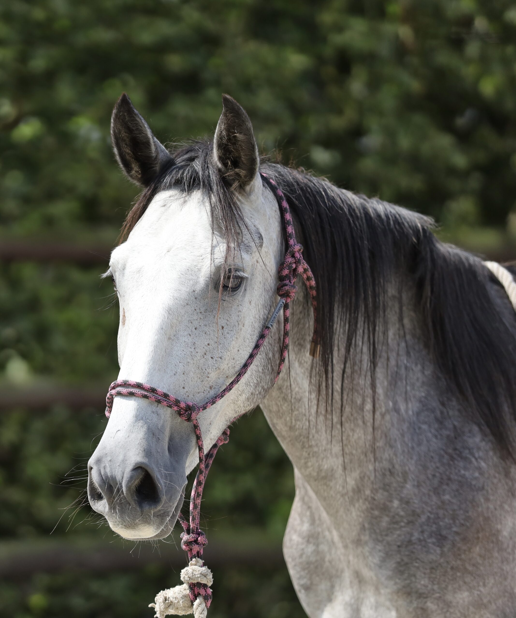 Andalusian Mare 4 jears old