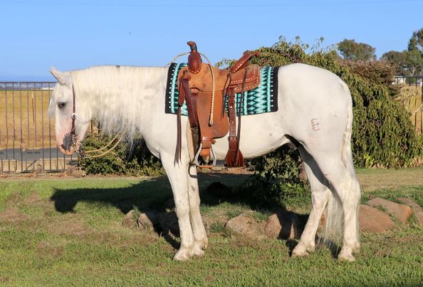 Fabio-Andalusian-Gelding