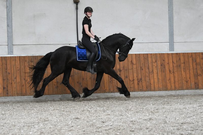 Favier-Friesian-Gelding