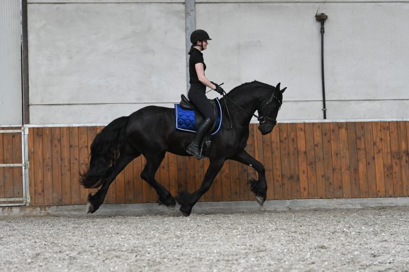 Favier-Friesian-Gelding1-1