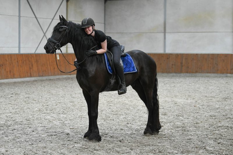 Favier-Friesian-Gelding2