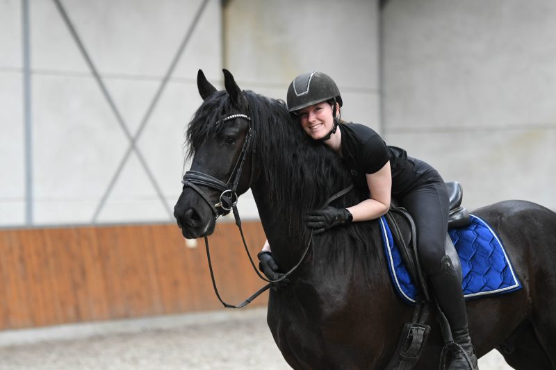 Favier-Friesian-Gelding4