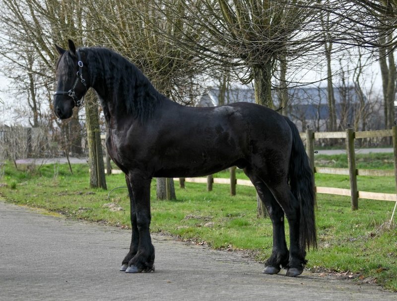 Favier-Friesian-Gelding5