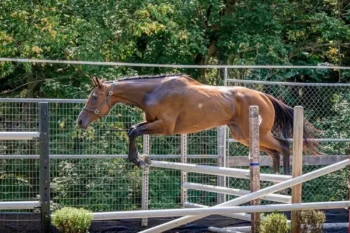 Finesse-Thoroughbred-Horse