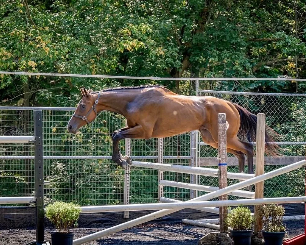 Finesse-Thoroughbred-Horse