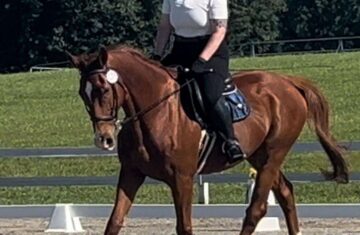Finn-Thoroughbred-Gelding