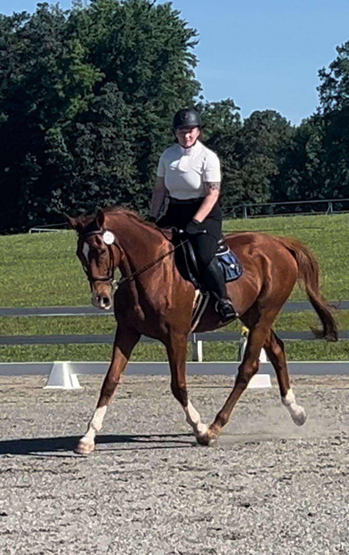 Finn-Thoroughbred-Gelding