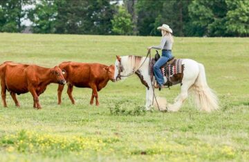 Finny-Gypsy-Vanner-Gelding11