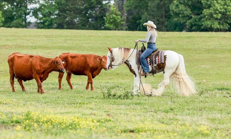Finny-Gypsy-Vanner-Gelding11