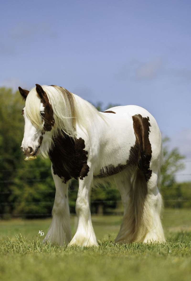 Finny – Absolutely Majestic 3 Yr Old Che
