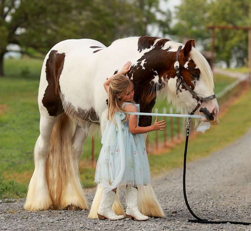 Finny-Gypsy-Vanner-Gelding2