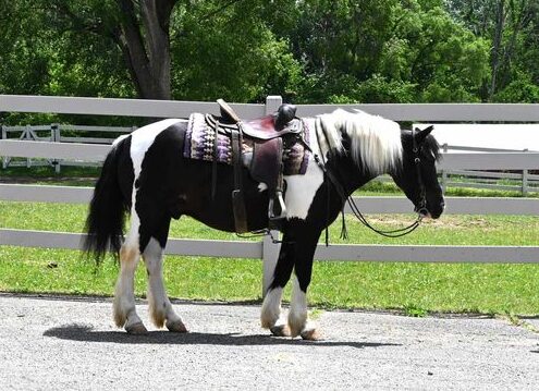 Flash-Gypsy-Vanner-Gelding