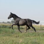 Formosus-Sporthorses