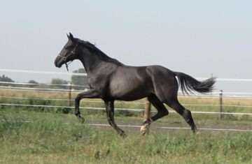 Formosus-Sporthorses