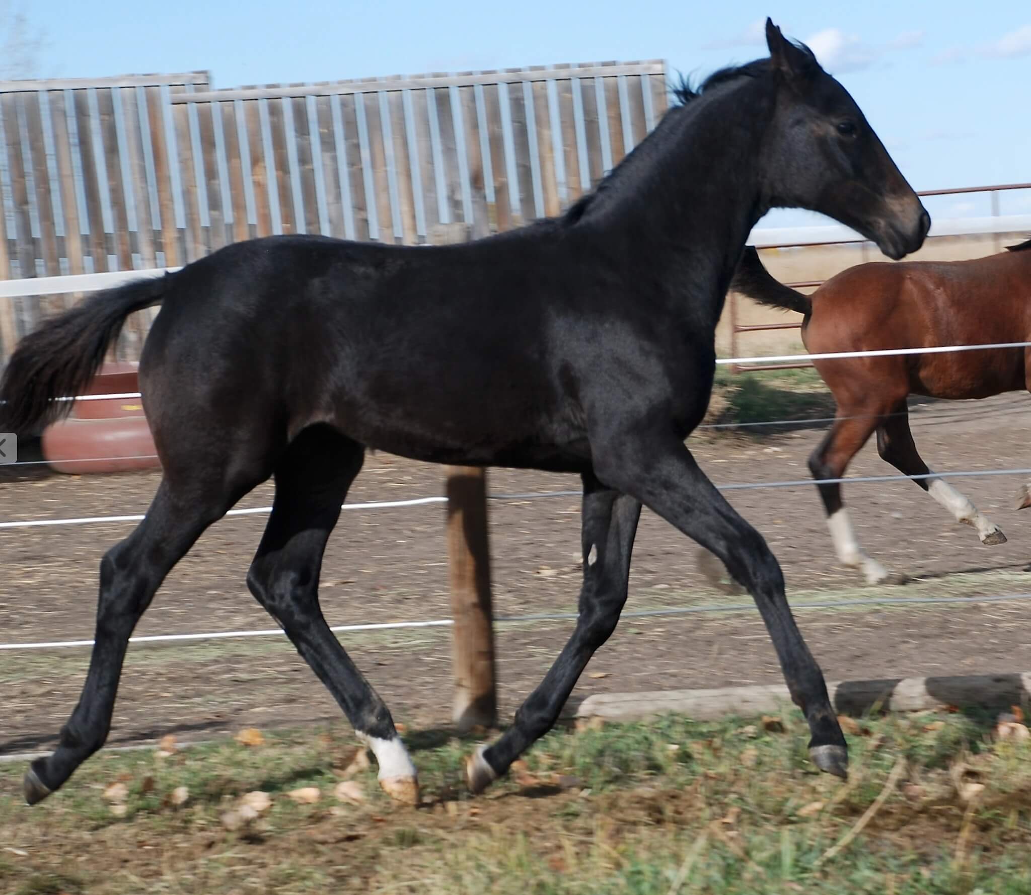 Formosus-Sporthorses-Canada